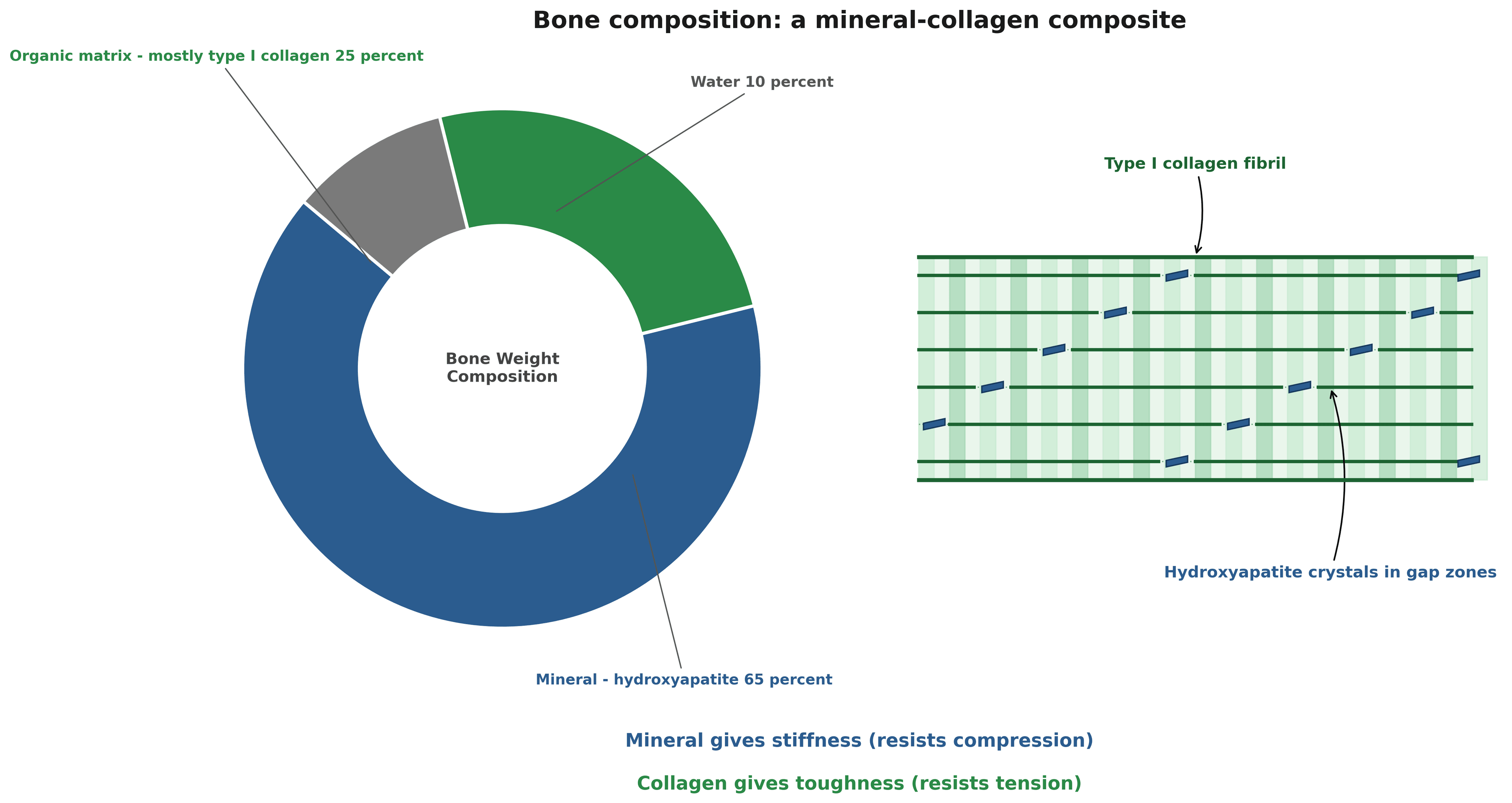 Diagram of bone composition by weight as a donut chart and a mineralized collagen fibril showing hydroxyapatite crystals in the collagen gap zones