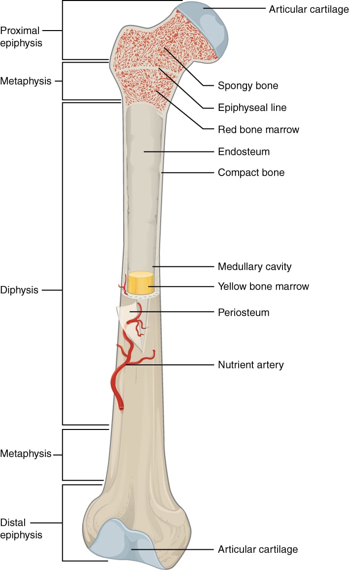 Longitudinal section of a long bone showing anatomical regions