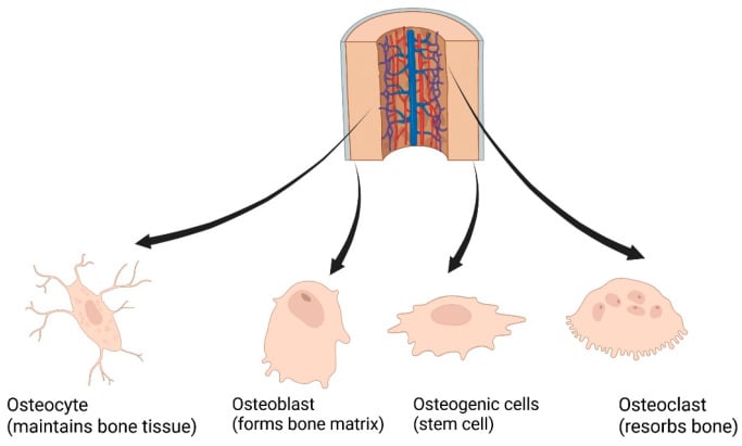 Schematic of osteocytes, osteoblasts, osteogenic cells and osteoclasts