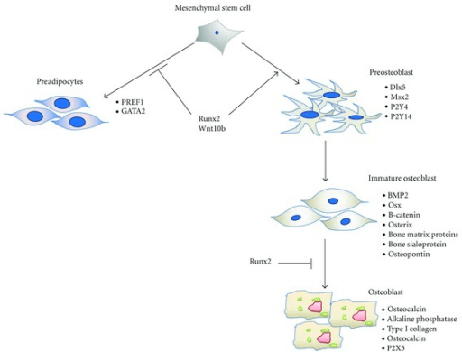 Diagram of mesenchymal stem-cell differentiation toward osteoblasts and osteocytes