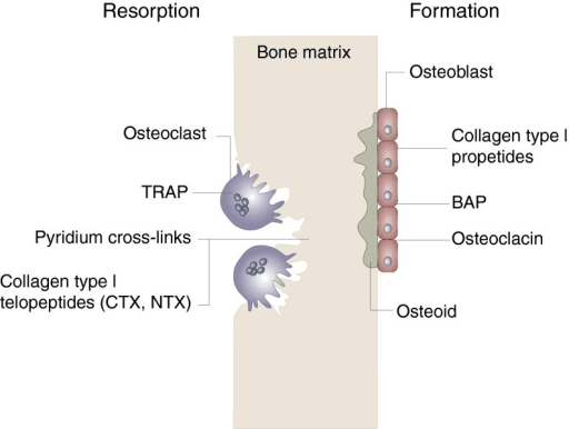 Diagram relating bone resorption and formation markers to osteoclast and osteoblast activity