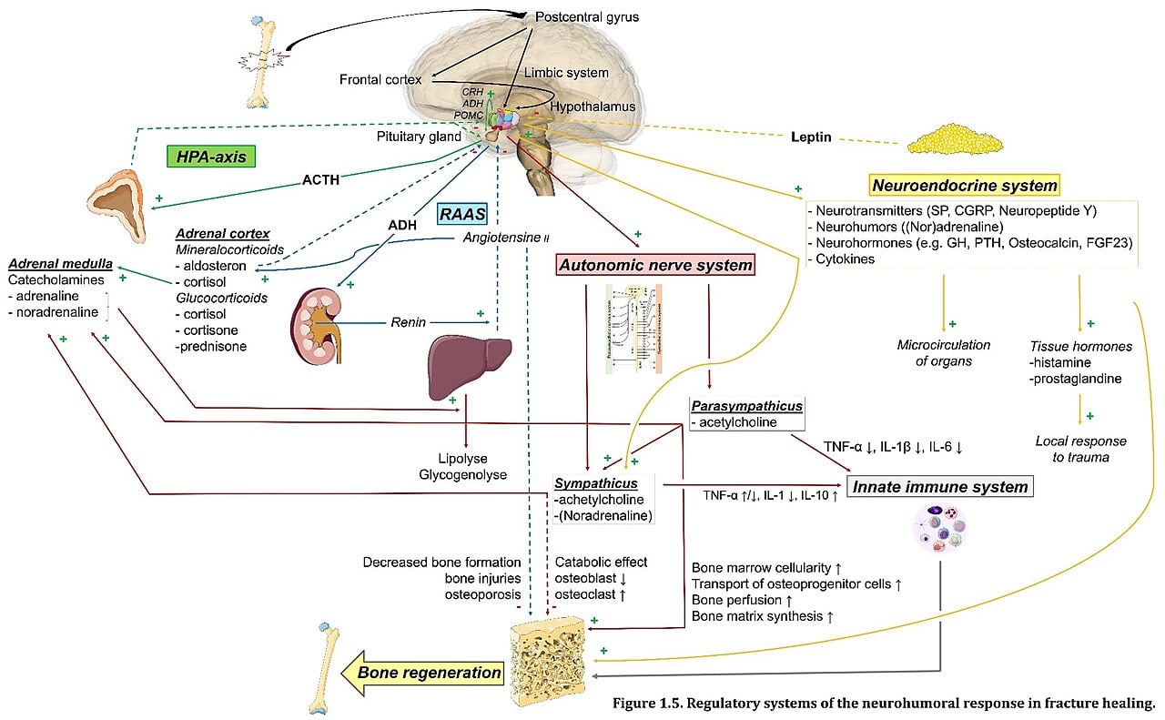 Diagram showing regulatory systems of the neurohumoral response in fracture healing