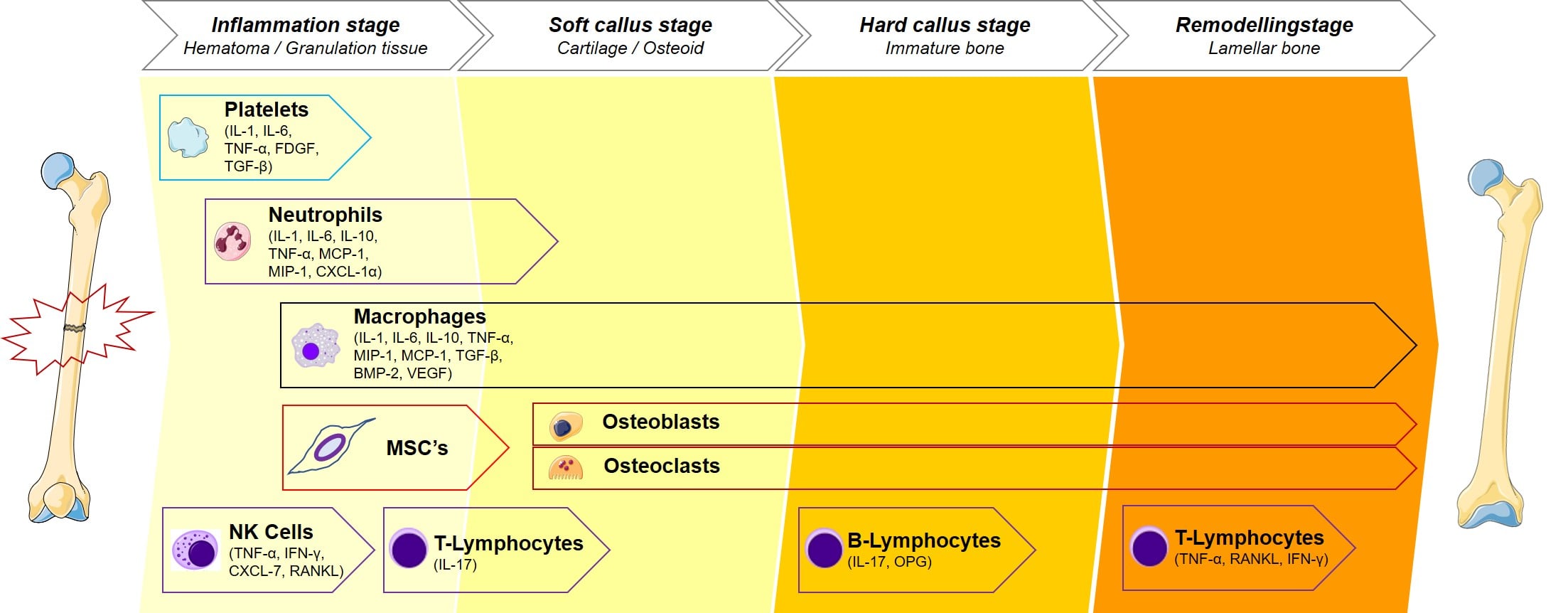 Timeline of the four stages of secondary fracture healing with the cells involved at each stage.