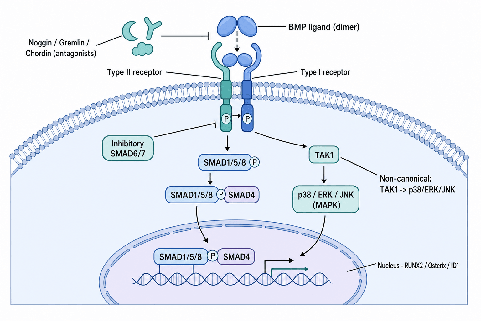 Diagram of BMP signal transduction: canonical Smad1/5/8-Smad4 pathway and non-canonical MAPK pathway