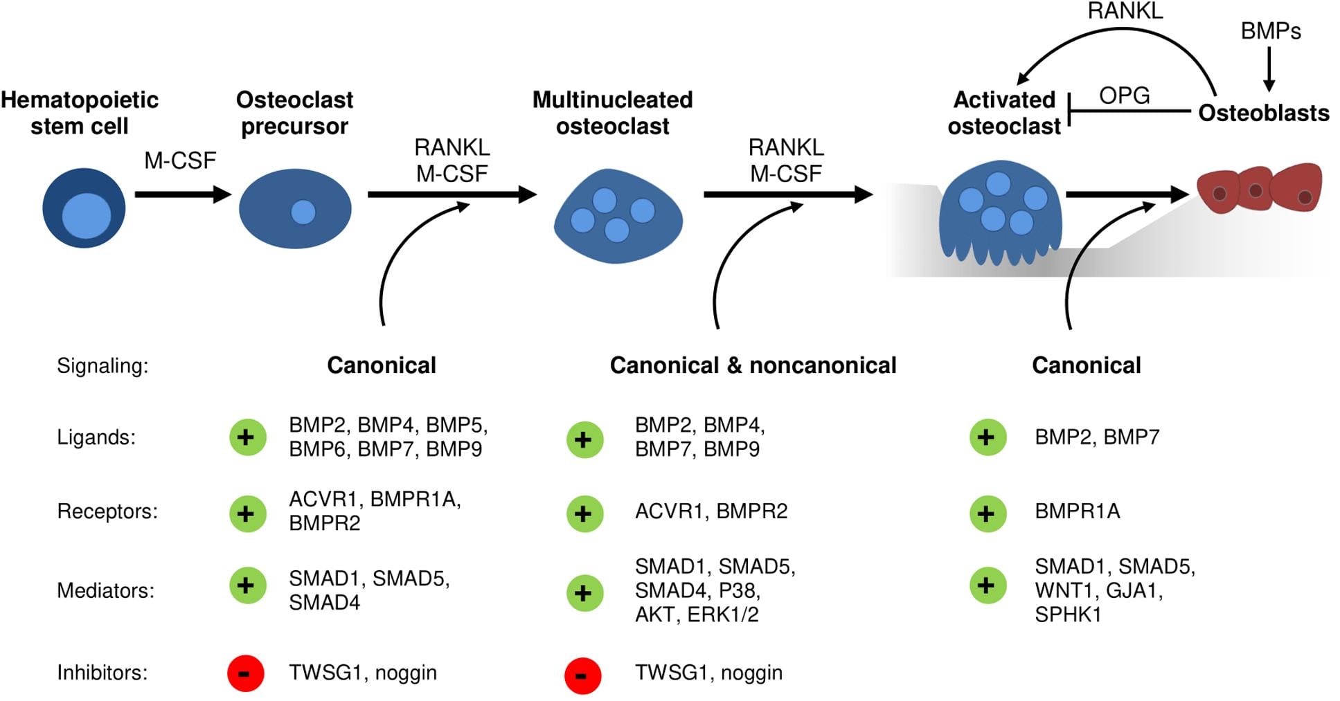 Diagram showing BMP signaling during osteoclastogenesis and osteoblast-osteoclast coupling