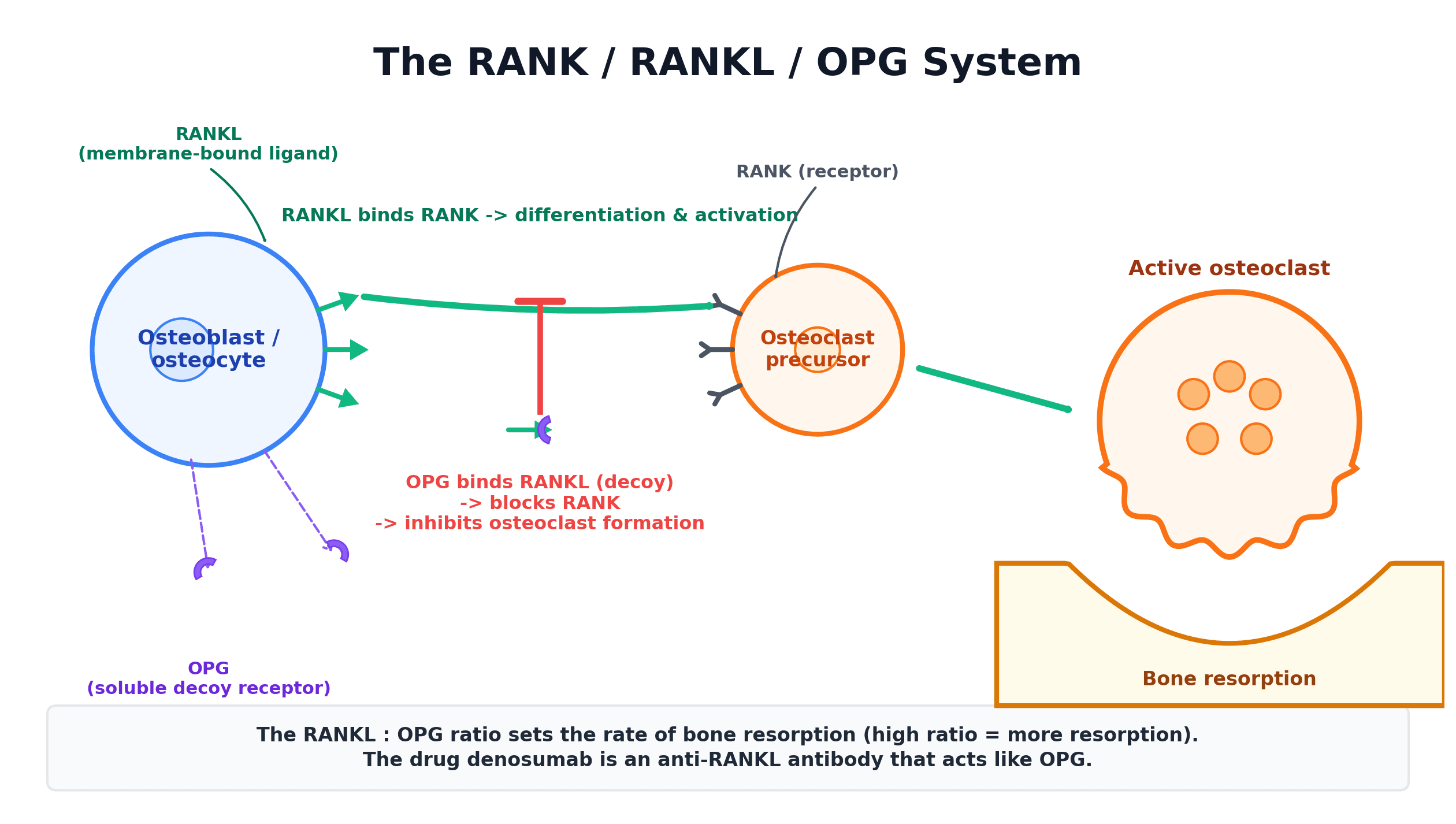 Schematic of the RANK/RANKL/OPG system: an osteoblast presenting RANKL and secreting OPG, RANKL binding RANK on an osteoclast precursor to drive resorption, and OPG acting as a decoy to block it