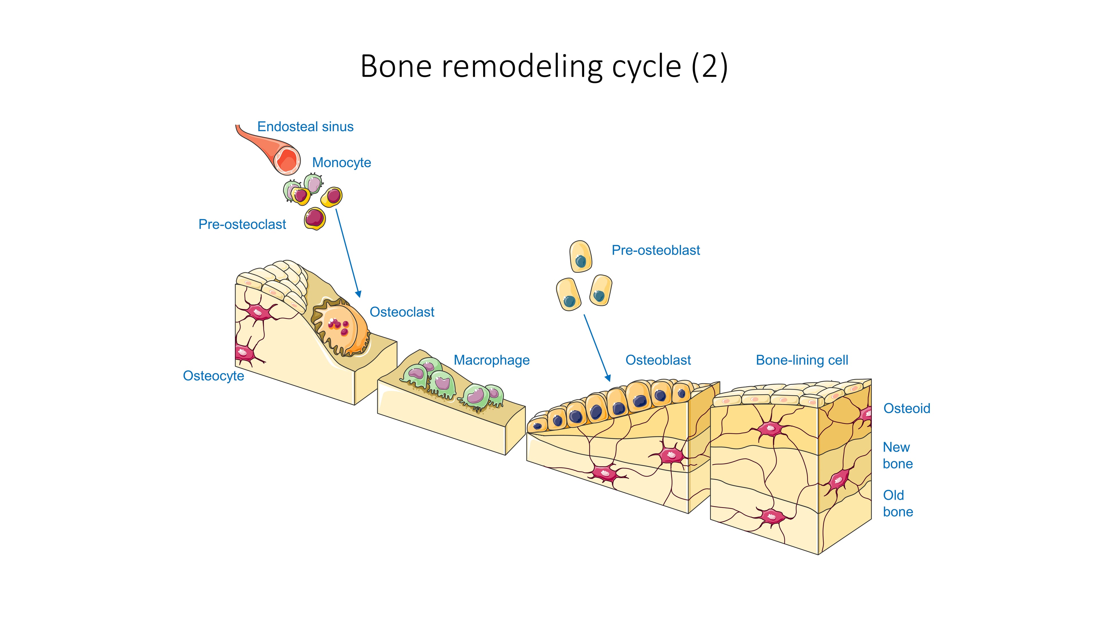 Bone remodeling cycle showing osteoclast-mediated resorption and osteoblast-mediated formation