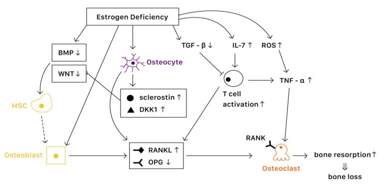 Mechanism diagram of oestrogen-deficiency bone loss showing reduced BMP and Wnt signalling with raised sclerostin and DKK1, reduced TGF-beta with raised IL-7 and ROS driving T-cell activation and TNF-alpha, converging on raised RANKL and reduced OPG, osteoclast activation and bone loss