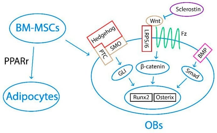 Schematic of bone-marrow mesenchymal stem cells becoming adipocytes or osteoblasts, with Hedgehog, Wnt and BMP membrane signals converging through GLI, beta-catenin and Smad on Runx2 and Osterix