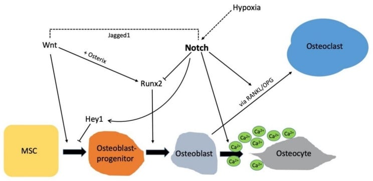 Notch pathway schematic showing Jagged1 and hypoxia activating Notch, with Hey1 and Runx2 acting on mesenchymal stem cell progression to osteoblast-progenitor, osteoblast and osteocyte, and RANKL/OPG crosstalk to the osteoclast