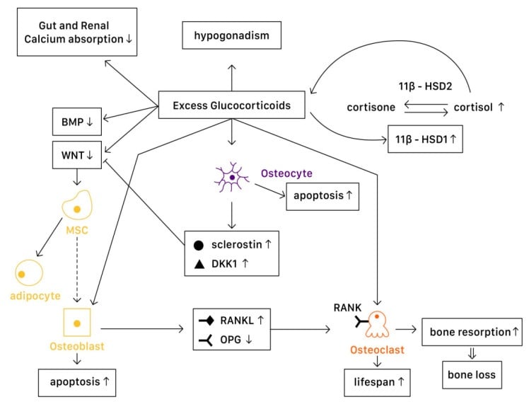 Mechanism diagram of glucocorticoid-induced bone loss showing reduced BMP and WNT, raised sclerostin and DKK1, osteoblast and osteocyte apoptosis, mesenchymal stem cell diverted to adipocyte, raised RANKL with reduced OPG, longer osteoclast lifespan, and 11beta-HSD cortisone-cortisol conversion