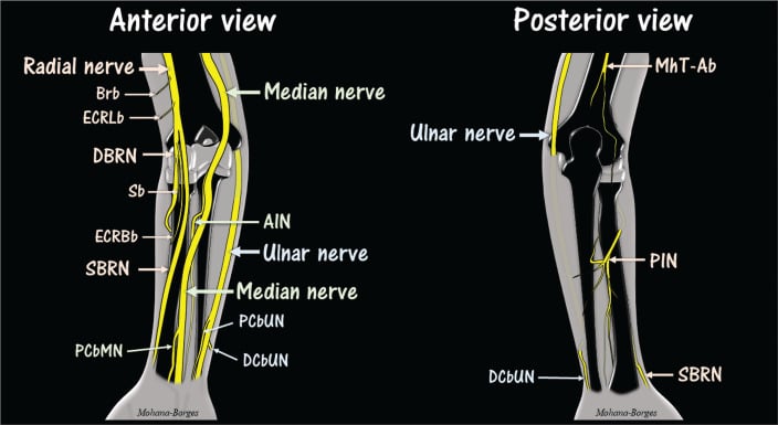 Anterior and posterior forearm nerve maps showing the median, ulnar, radial, posterior interosseous, anterior interosseous and superficial radial nerves