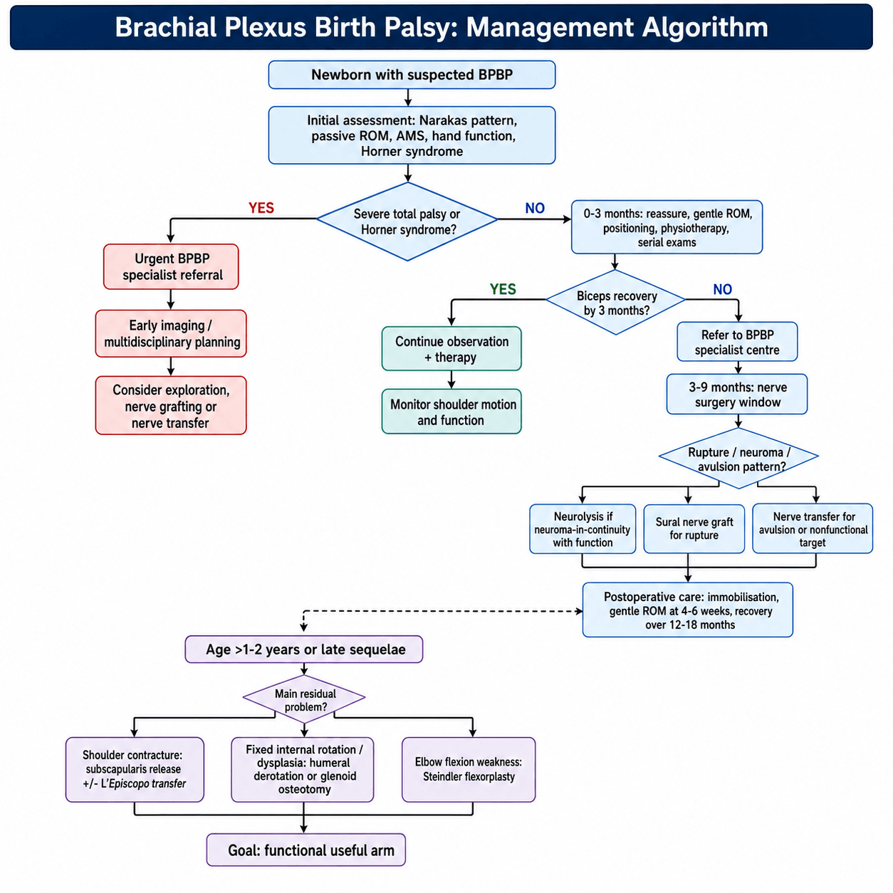 Management algorithm flowchart for brachial plexus birth palsy, from newborn assessment through the nerve-surgery window to late-sequelae reconstruction.