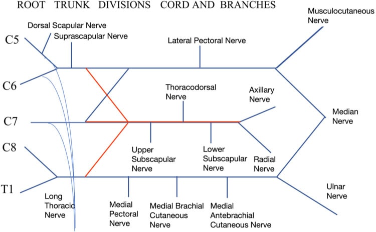 Diagram of the brachial plexus from roots through trunks, divisions and cords to named branches