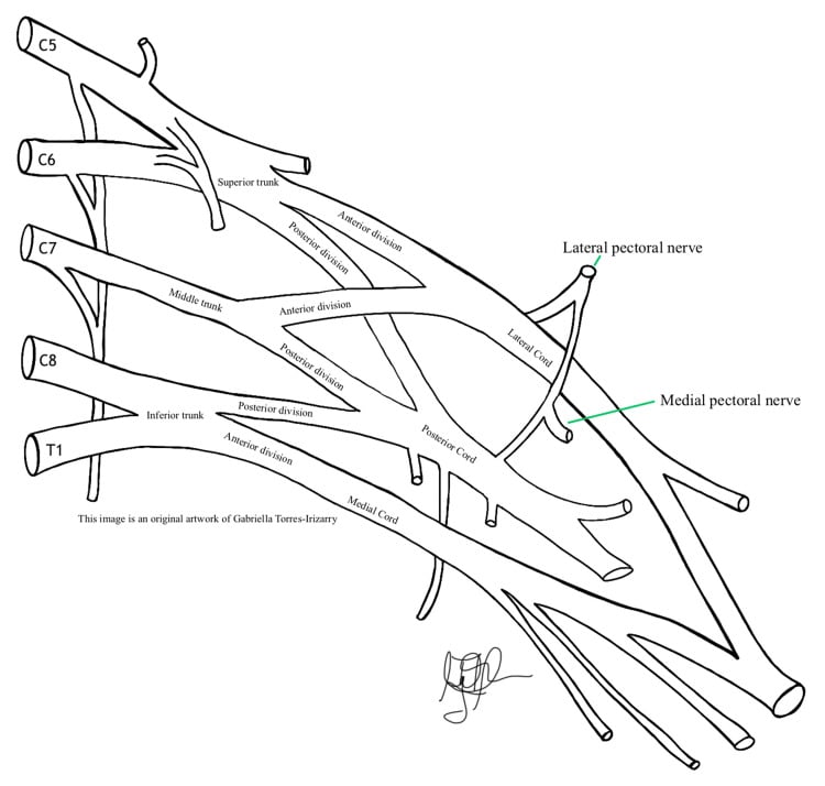 Schematic of normal brachial plexus anatomy