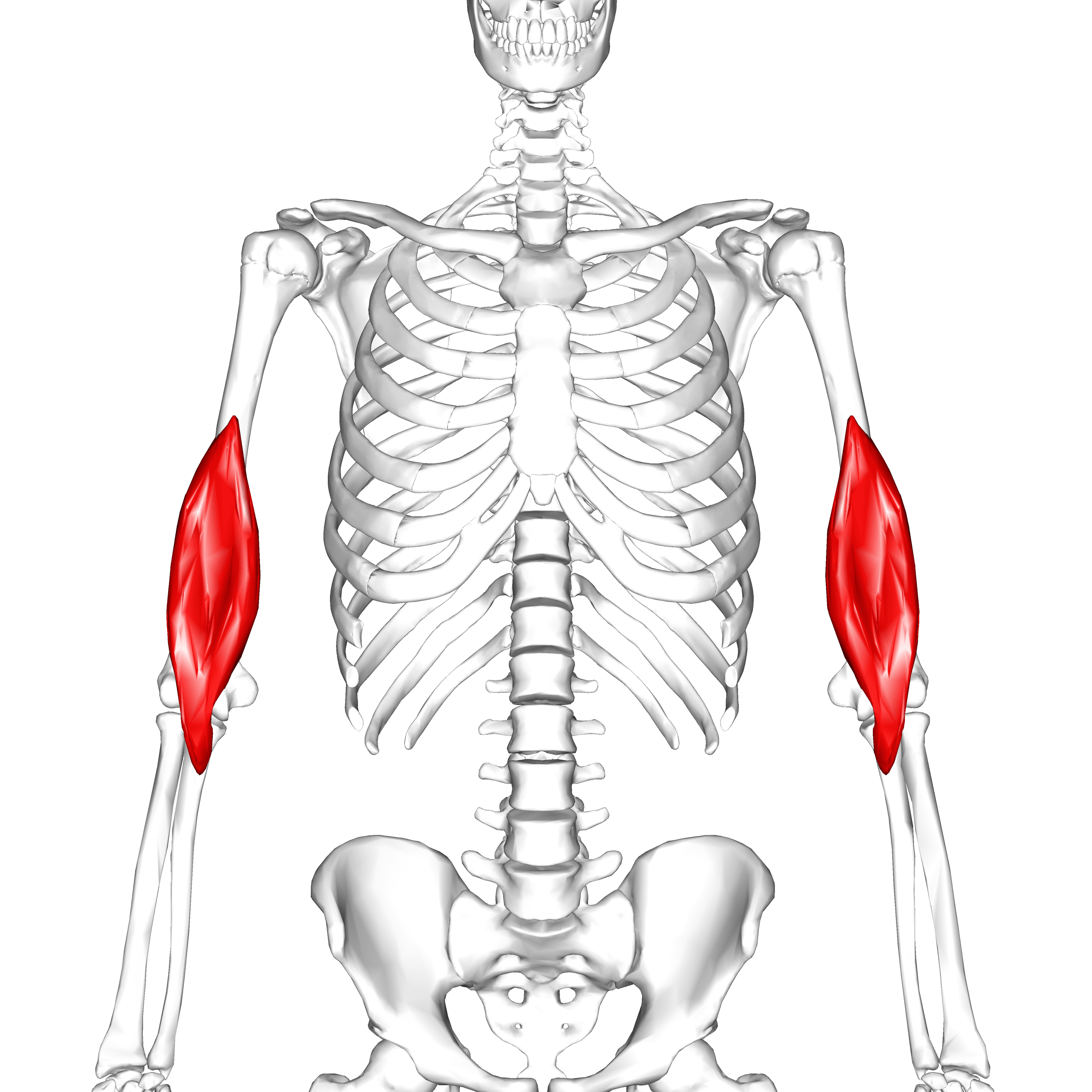 Illustration of the anterior arm with the brachialis muscle highlighted.
