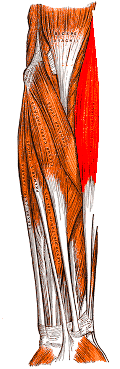 Classical anatomical plate of the forearm with the brachioradialis muscle highlighted in colour.