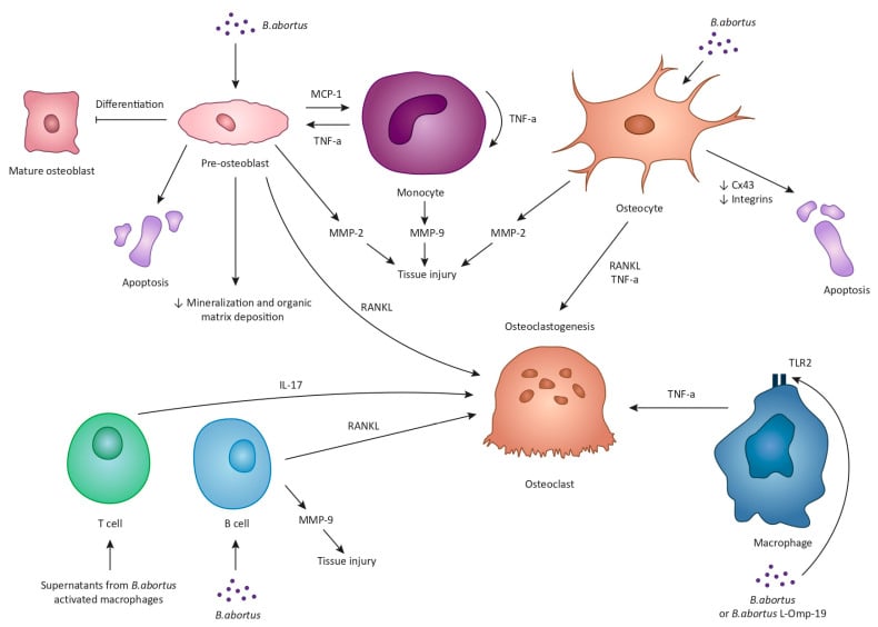 Diagram of B. abortus acting on pre-osteoblasts, osteocytes, monocytes, lymphocytes and macrophages, converging on osteoclastogenesis and tissue injury