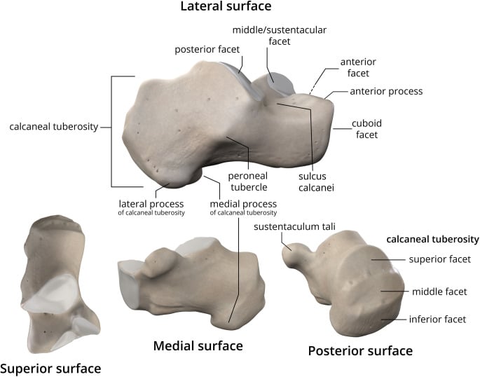 Multisurface anatomy of the calcaneus and tuberosity