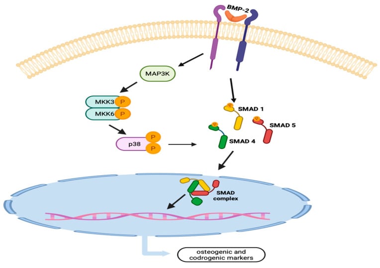 Molecular signaling pathway schematic of BMP-2 and SMAD activation in calcific tendinopathy