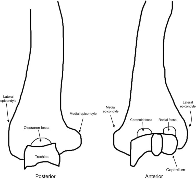 Line drawing of the posterior and anterior distal humerus labelling the olecranon fossa, trochlea, coronoid and radial fossae, capitellum and both epicondyles