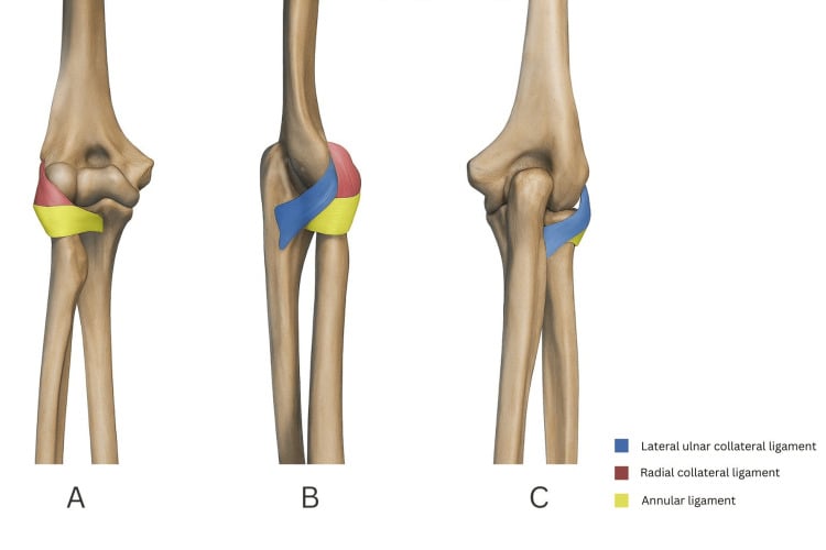 Anterior, lateral and posterior views of the elbow showing the lateral ulnar collateral ligament, radial collateral ligament and annular ligament