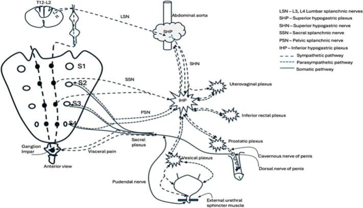 Diagram of sympathetic, parasympathetic and somatic pelvic innervation relevant to bladder storage, voiding and continence
