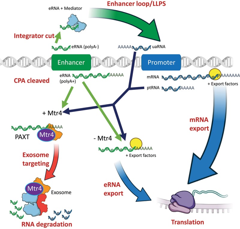 Diagram showing alternative fates of a newly transcribed RNA: processing, export, translation, enhancer association or exosomal degradation.