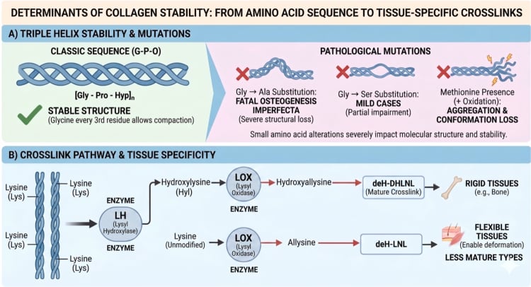Diagram linking collagen triple-helix stability, pathogenic amino-acid substitutions and tissue-specific lysyl-hydroxylase/lysyl-oxidase crosslinks.