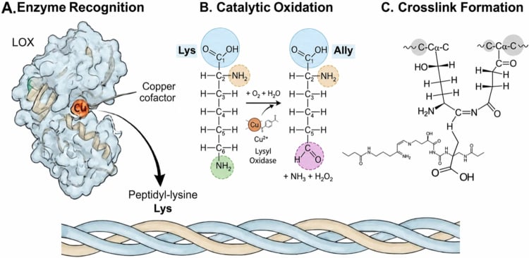 Molecular diagram of copper-dependent lysyl oxidase recognition, oxidative deamination and collagen crosslink formation.