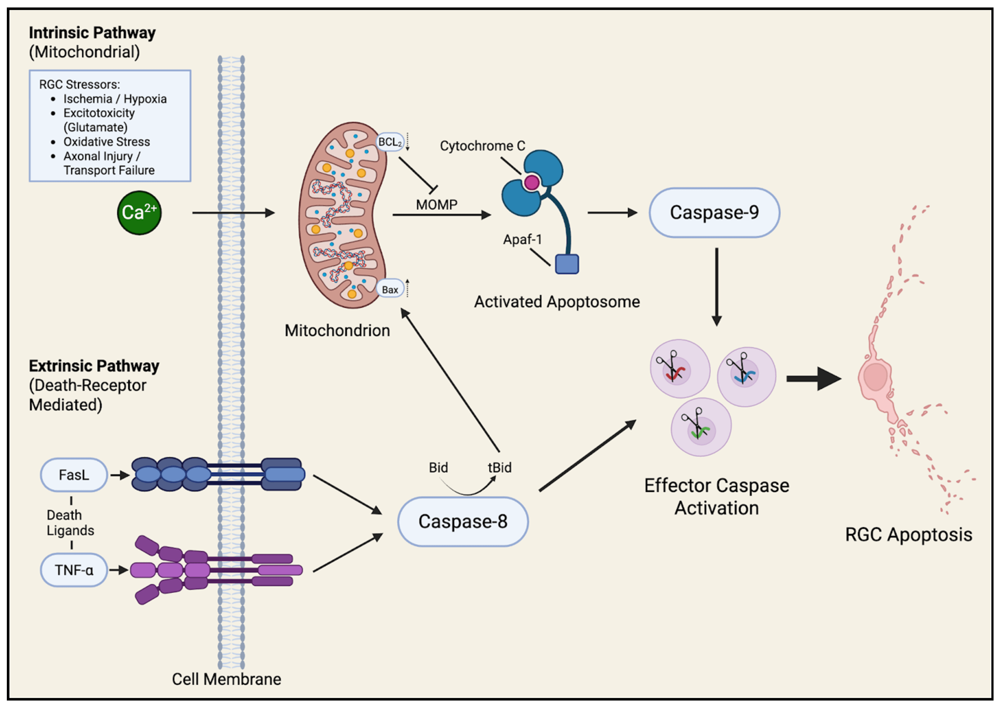 Diagram of intrinsic mitochondrial and extrinsic death-receptor apoptosis pathways converging on effector caspases.