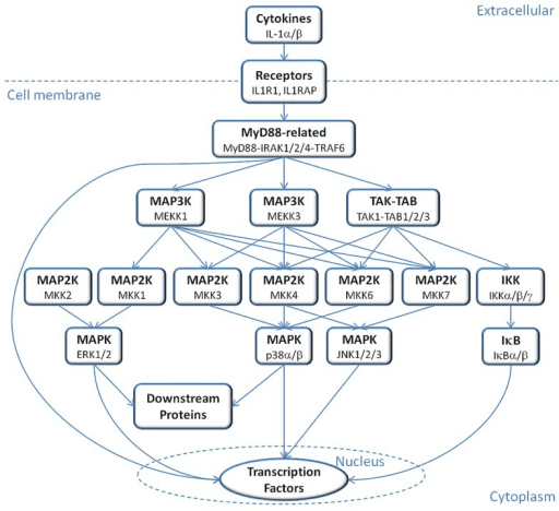 Simplified interleukin-1 receptor signalling network from membrane cytokine recognition through MyD88, MAP kinases and NF-κB to transcription factors.