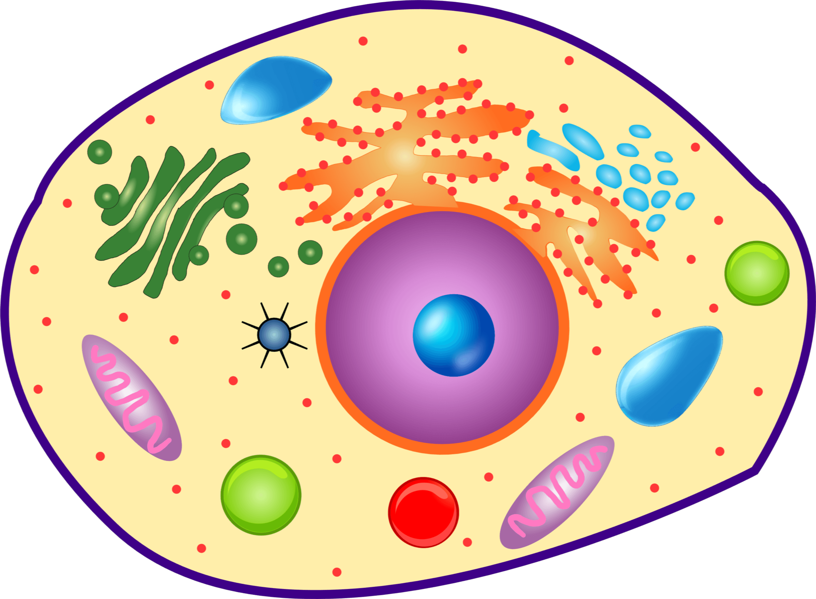Overview/introduction diagram of an animal (eukaryotic) cell showing nucleus, endoplasmic reticulum, Golgi apparatus, mitochondria and lysosomes