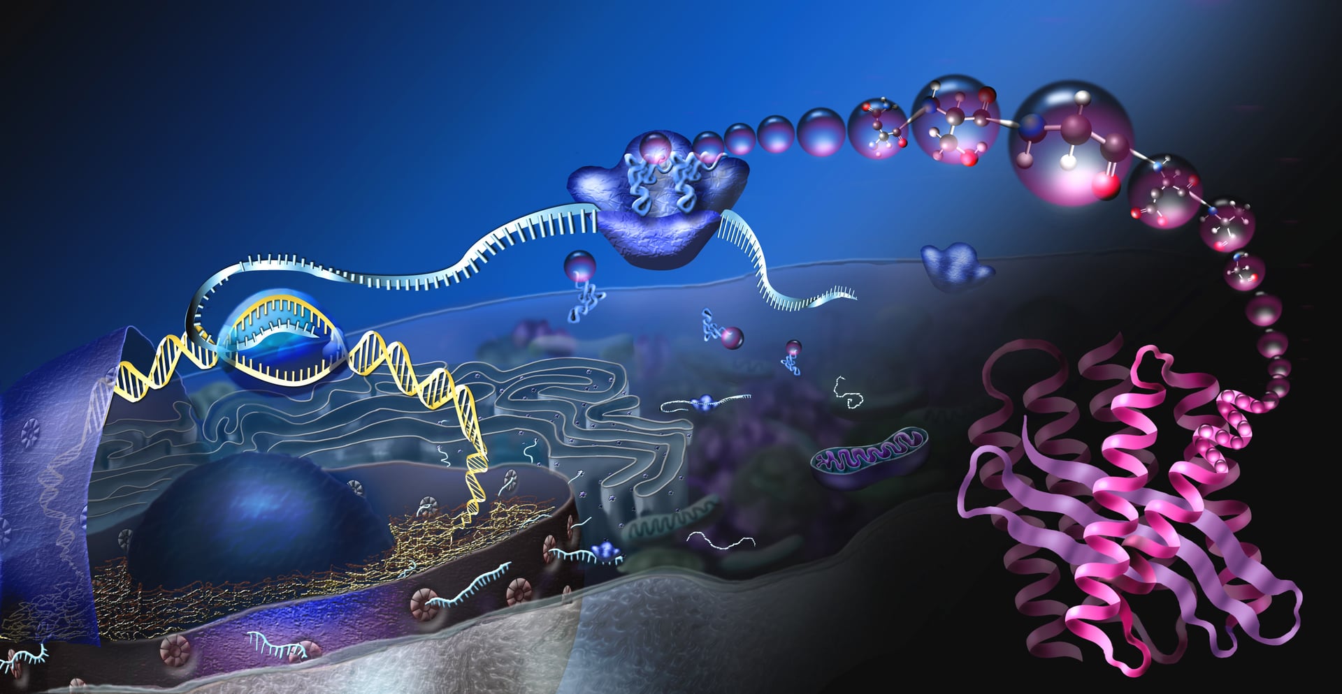 Artistic rendering of protein synthesis: DNA transcription to mRNA and ribosomal translation into a folded protein