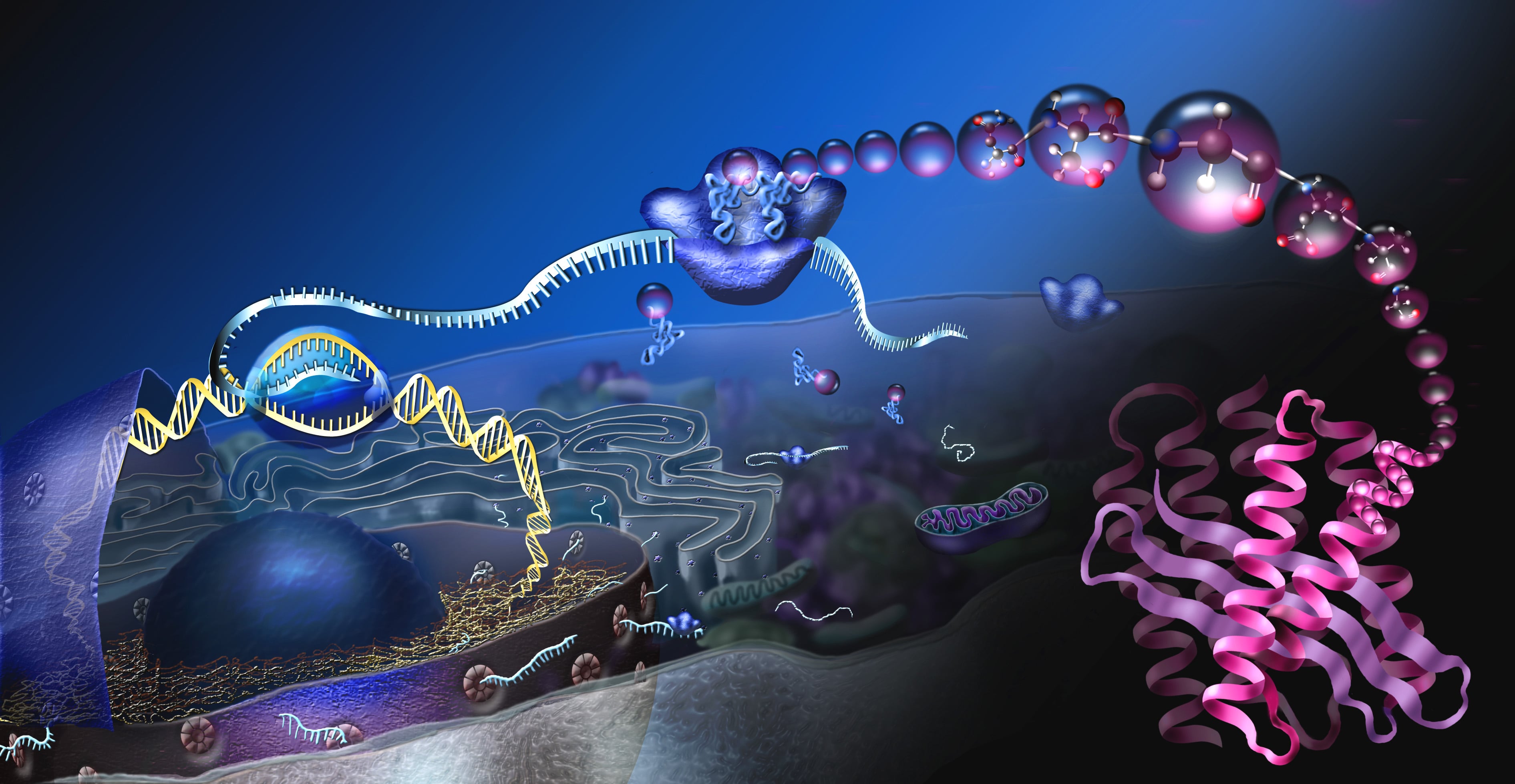 Artistic rendering of protein synthesis: DNA transcription to mRNA and ribosomal translation into a folded protein