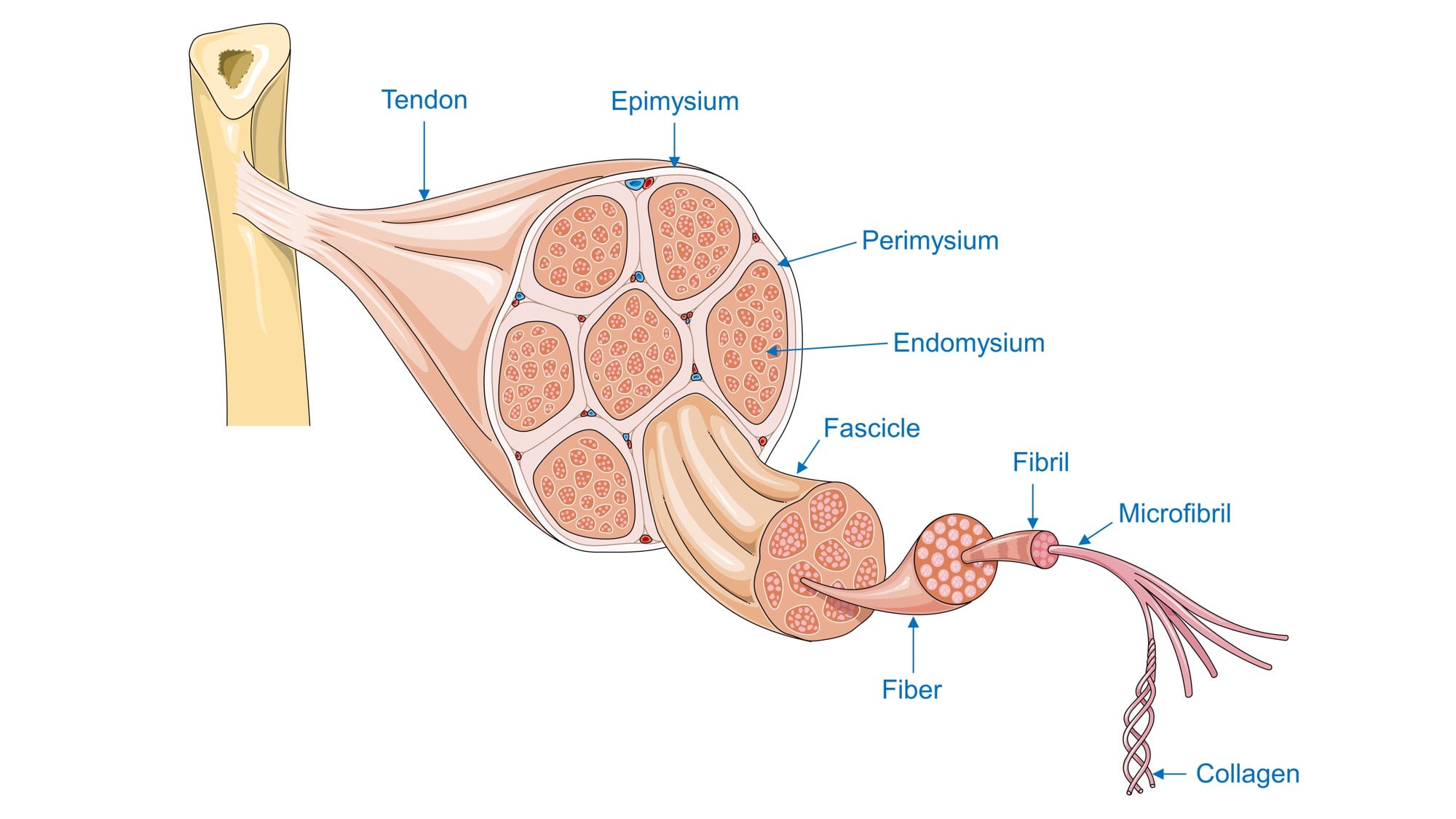 Hierarchical structure of a tendon from collagen triple helix up to fibril, fibre, fascicle and whole tendon