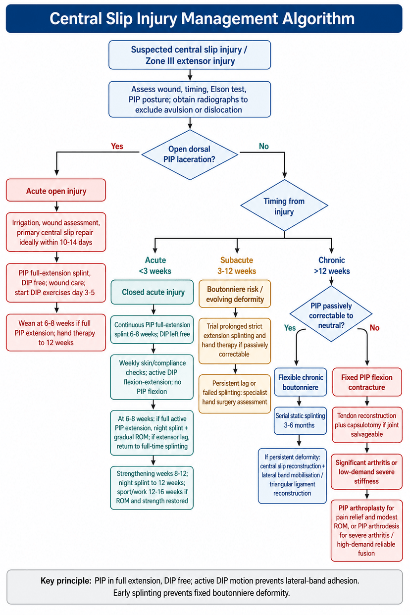 Hanging Injury Algorithm Central Slip Injuries | OrthoVellum