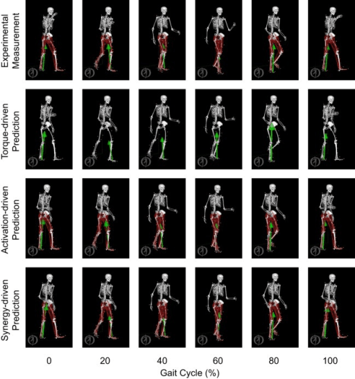 Gait cycle and gait analysis reference