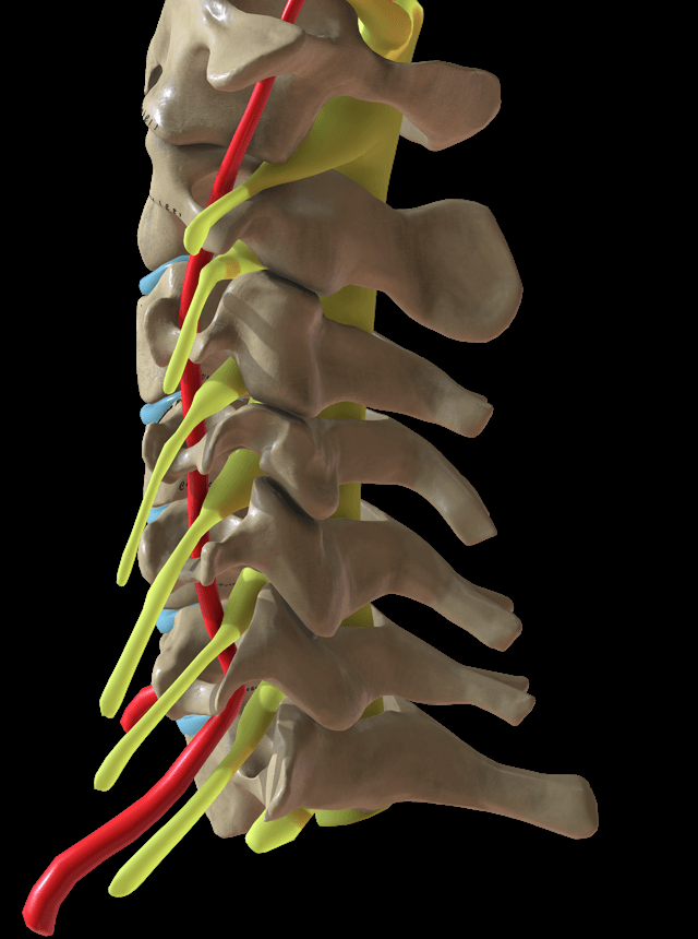 Oblique three-dimensional rendering of the lower cervical spine showing the exiting nerve roots, the spinal cord and the vertebral artery ascending in the transverse foramina.
