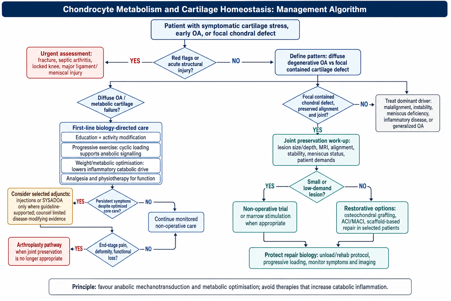 Cartilage homeostasis and osteoarthritis management algorithm flowchart