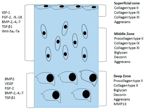 Schematic diagram showing articular cartilage zonal organization with chondrocyte morphology and ECM components