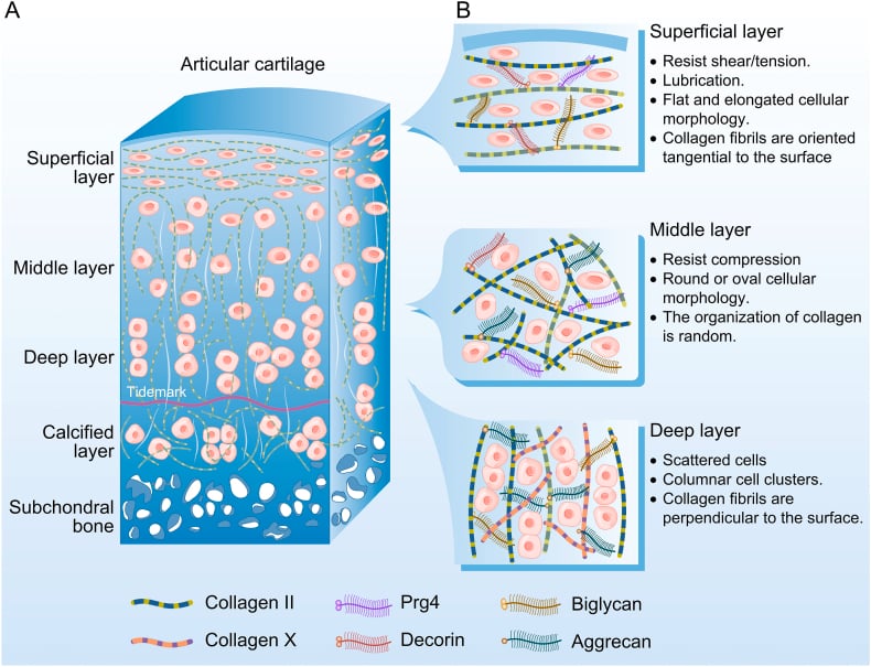 Schematic of articular cartilage from superficial to calcified zones with zonal chondrocyte morphology and matrix organisation