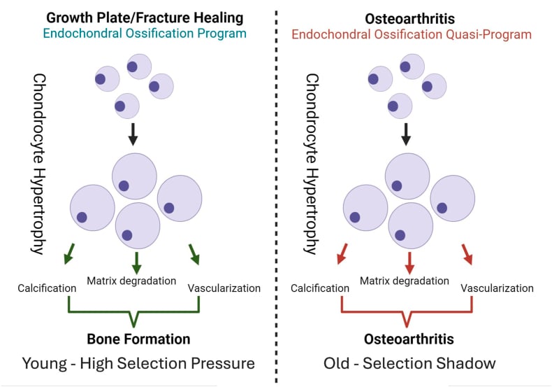 Comparison of physiological endochondral ossification with the osteoarthritis endochondral quasi-programme