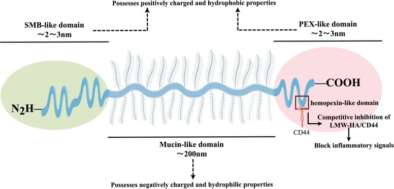 Bottle-brush molecular structure of lubricin with central mucin-like domain and terminal globular domains