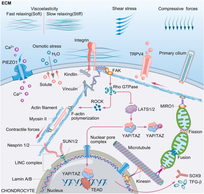 Chondrocyte mechanotransduction from matrix loading through membrane sensors cytoskeleton mitochondria and nucleus