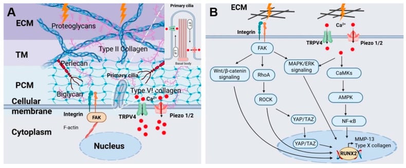 Pericellular matrix mechanosensors and signalling pathways that drive chondrocyte hypertrophy under pathological stress