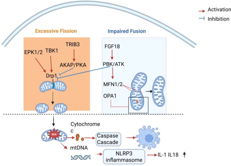 Schematic of excessive mitochondrial fission and impaired fusion driving oxidative injury in osteoarthritic chondrocytes