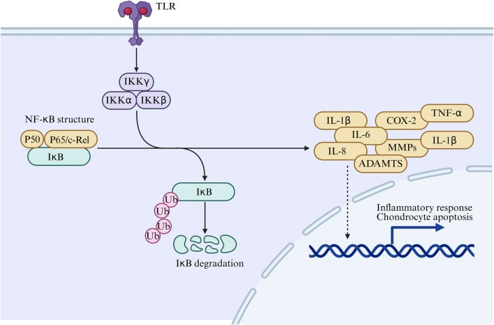 TLR and NF-kappaB signalling pathway leading to inflammatory mediators matrix proteases and chondrocyte apoptosis