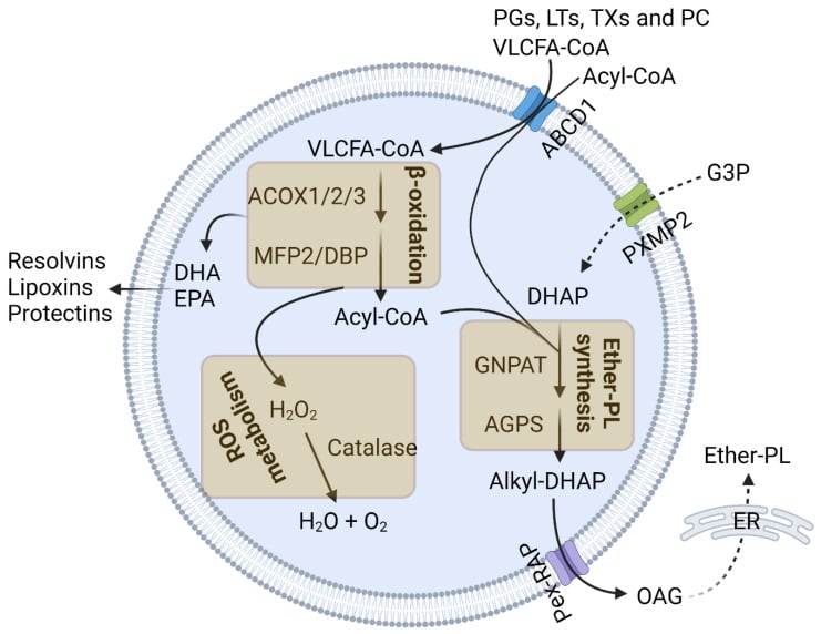 Peroxisome pathway diagram showing GNPAT and AGPS in ether-phospholipid synthesis