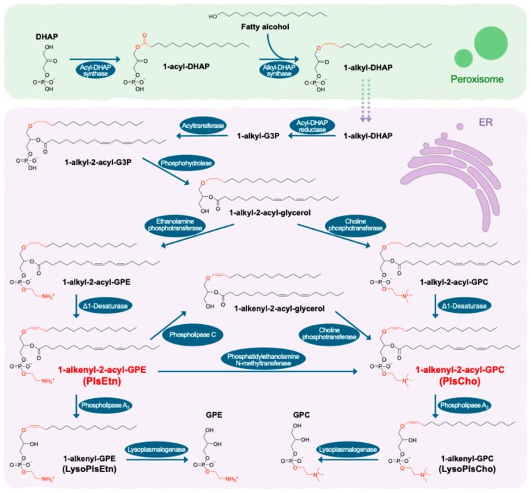 Biochemical pathway diagram of plasmalogen biosynthesis across peroxisomal and endoplasmic-reticulum steps